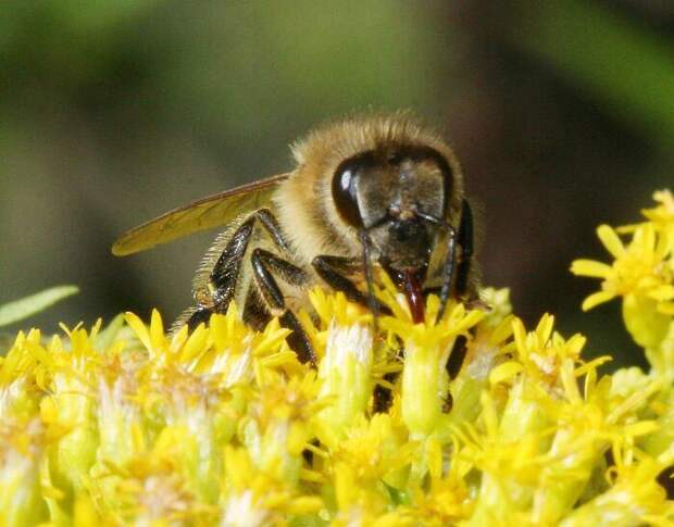 Пчелы собирают нектар с цветков рододендрона.