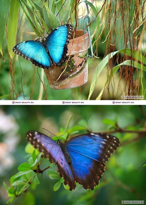 Самые красивые бабочки: Morpho peleides (CC0)