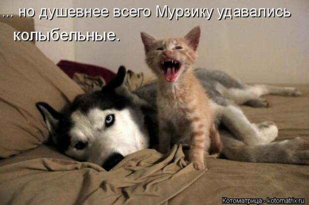 Лучшие котоматрицы за неделю