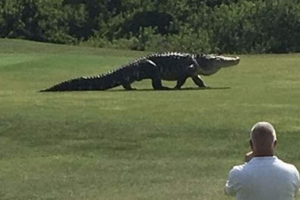 Огромный крокодил вышел на поле