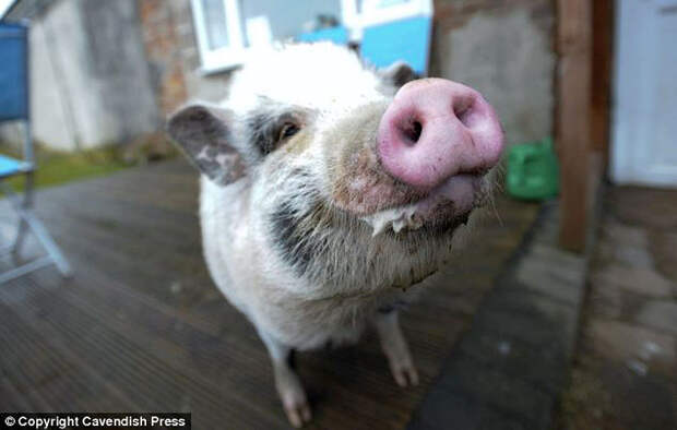 piggy04 Свинка, которая думает, что она собачка
