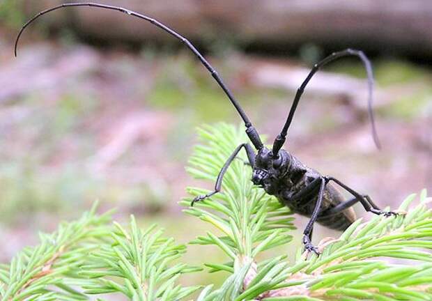 Черный сосновый усач: внешний вид, описание стадий развития и вред, причиняемый насекомыми