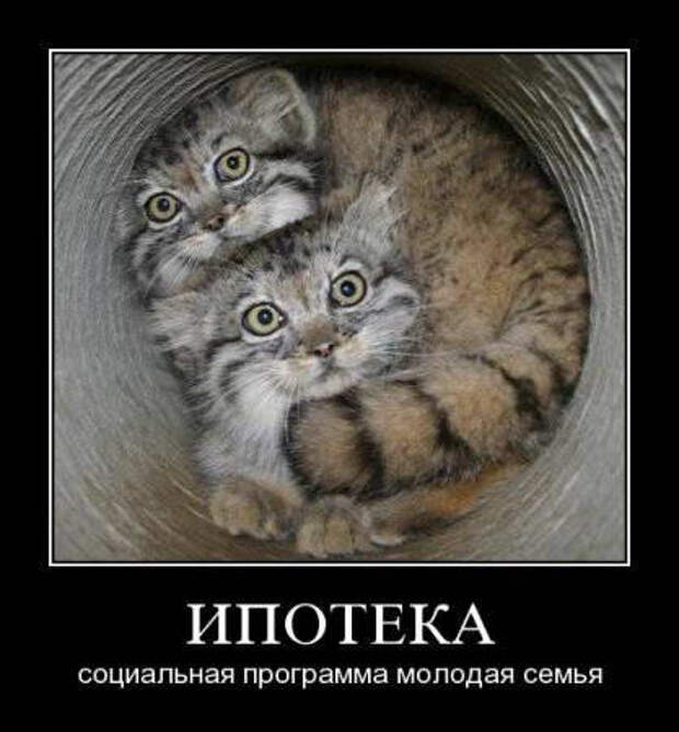 Свежая подборка демотиваторов