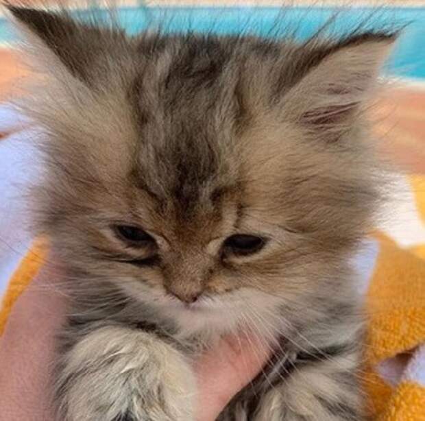 Котенок в руке