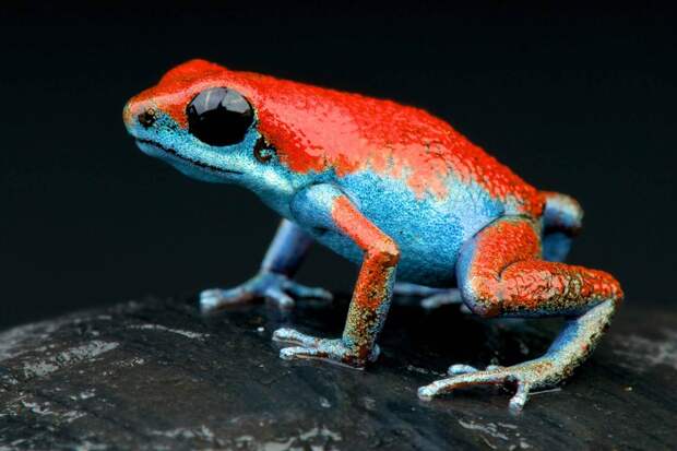 Oophaga pumilio фотографии