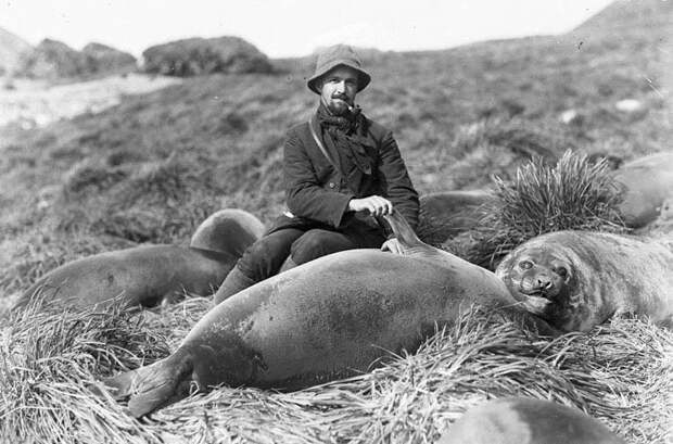 Артур Сойер и детеныш морского слона Дуглас Моусон, австралия, антарктида, изучение Антарктики, научная экспедиция, полярные исследователи, поход во льдах, фотосвидетельства