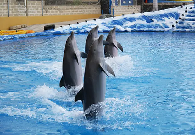 "Спасаем не только людей": Лидер Новороссии показал трогательный кадр