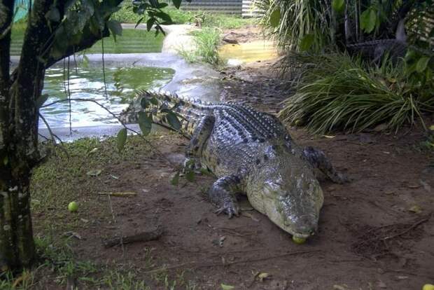 Самые большие крокодилы в мире: разновидности и их описание
