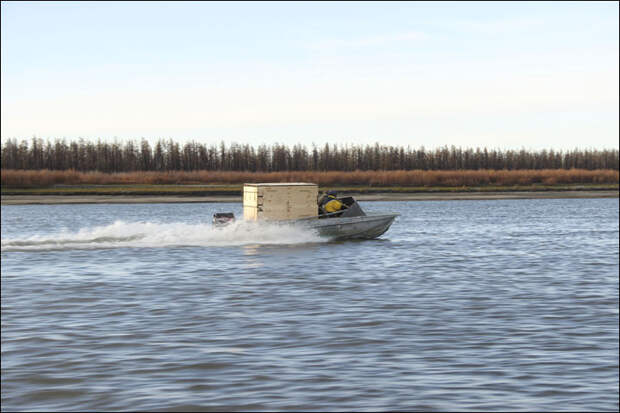 Найденного на реке Колыма белого медвежонка могут привезти в Москву