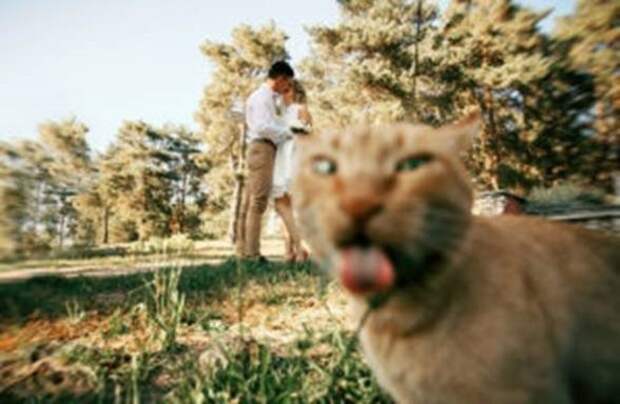 Коты, которые испортили фотографии (17 фото)