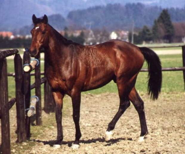 Horse_Johansson-big