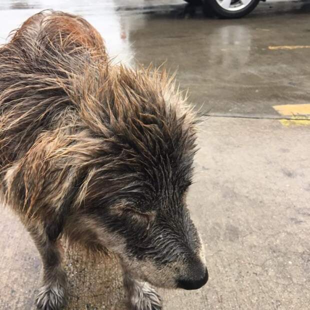 Картинки по запросу фото собаки под дождем