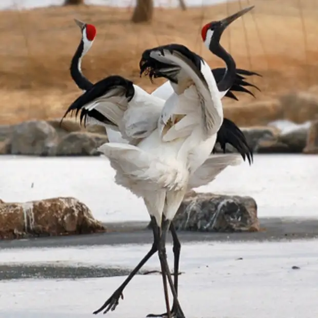 � �������� �� ����� ���