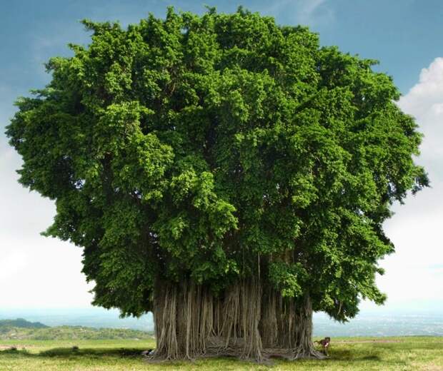Уникальное дерево  людей в Индии