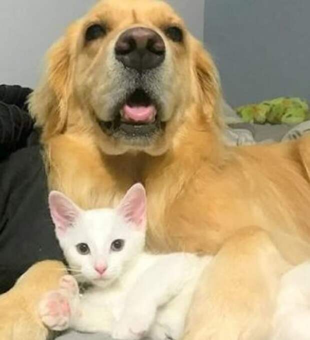 Котенок с большой лапой Котенок и собака лежат