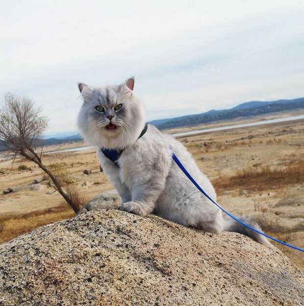 Гэндальф кот, кот-путешественник 