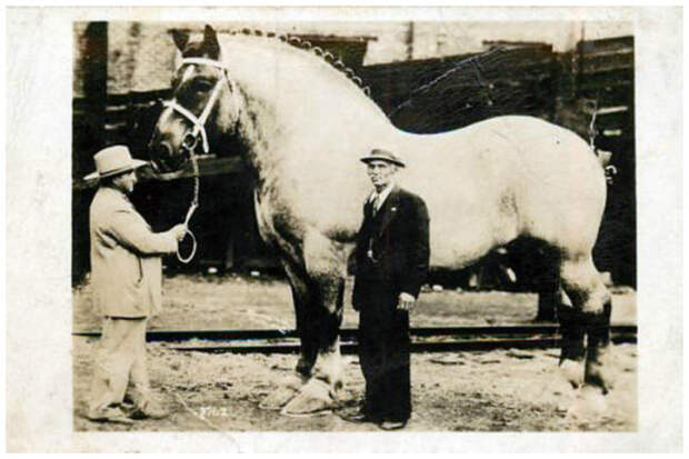 Самая большая в мире лошадь – жеребец по кличке Сампсон. Его рост в холке – 2 метра 20 сантиметров, вес – 1,52 тонны. Рекорд и по сей день животные, интересное, кони, красота, лошади, масть, факты, фауна