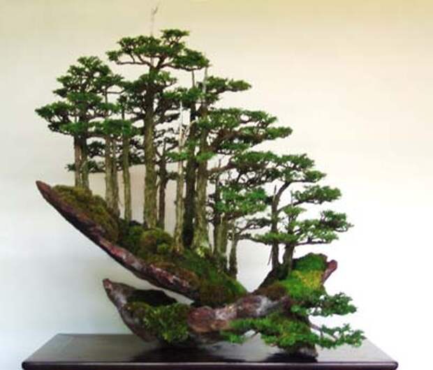 бонсай, bonsai