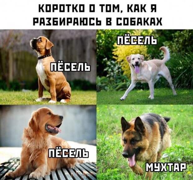 kartinok-interesnyh-prikolnyh-kartinki-smeshnye-kartinki-fotoprikoly