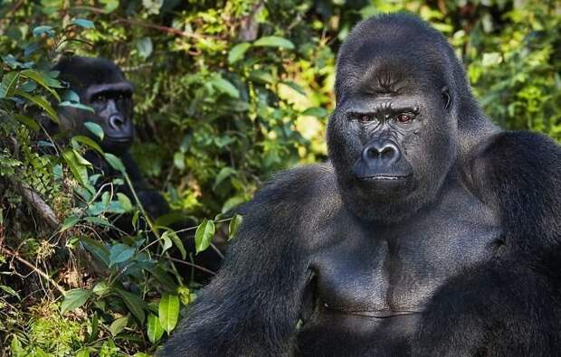 23. Западная равнинная горилла вымирающие животные, животные, животные фото, исчезающие виды, исчезающие животные, редкие виды, редкие животные, угроза исчезновения