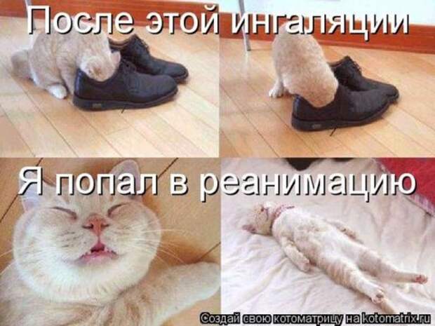 Котоматрицы
