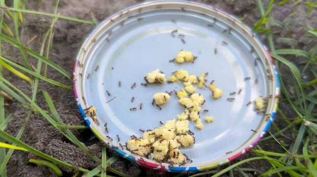 Простое аптечное средство поможет избавиться от муравьев в огороде