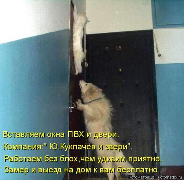 Лучшие котоматрицы недели (50 фото)