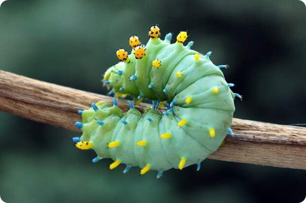 Павлиноглазка цекропия (лат. Hyalophora cecropia)