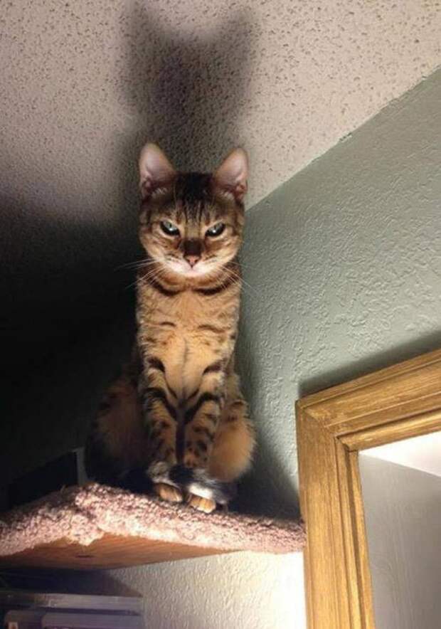 Сердитые котейки