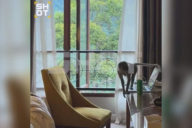 SHOT: туристы из России сняли на видео макаку, ограбившую их номер в отеле