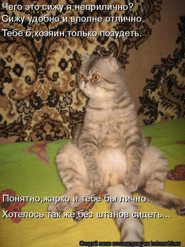 kotomatritsa_6E (524x700, 413Kb)