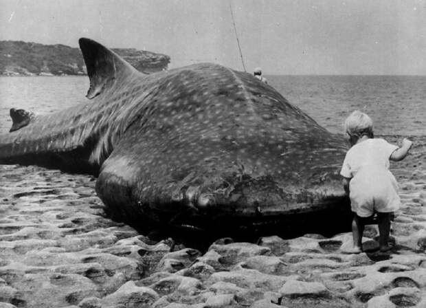 Маленький ребенок и гигантская китовая акула выброшенная на побережье Австралии, 1965 г. история, люди, мир, фото