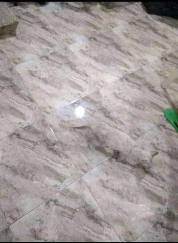Забавные примеры внезапного камуфляжа