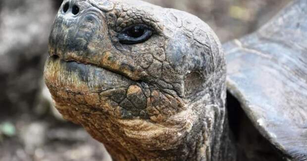 Галапагосские черепахи впервые за 200 лет вернулись на остров Флореана