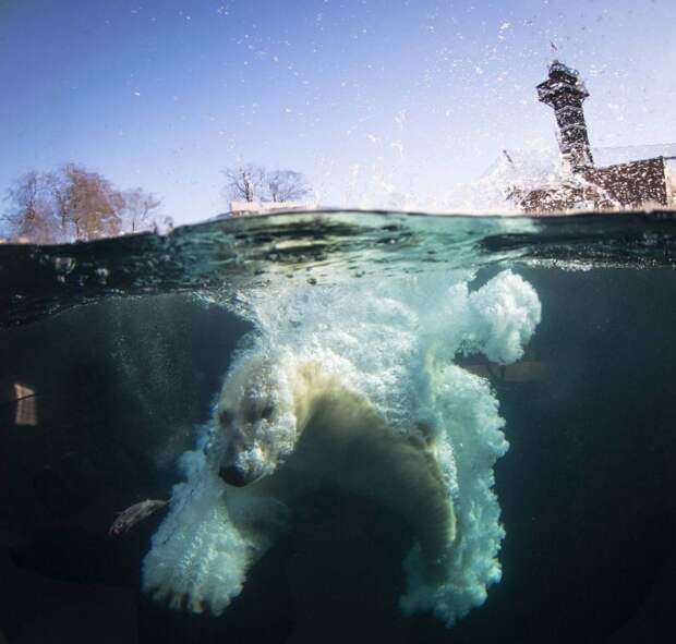 Фотограф Фрэнк Ренсхольт запечатлел белого медведя в момент прыжка в бассейн. Фото: Frank Rensholt / HotSpot Media