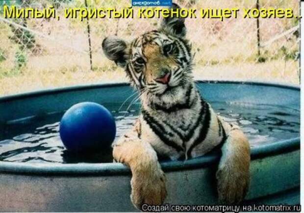 Котоматрица