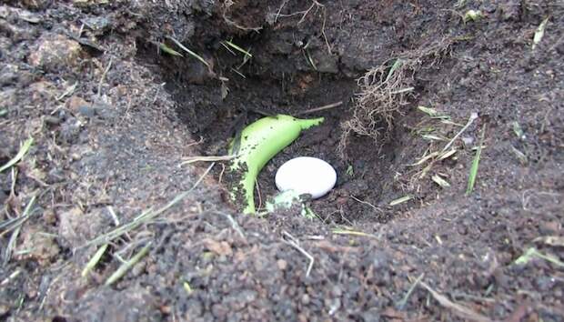Блогер предлагает закопать банановую кожуру и яичную скорлупу поближе к «проблемным» участкам земли.