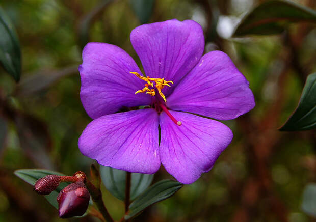 Tibouchina-lepidota-Flower-Purple- (700x492, 143Kb)