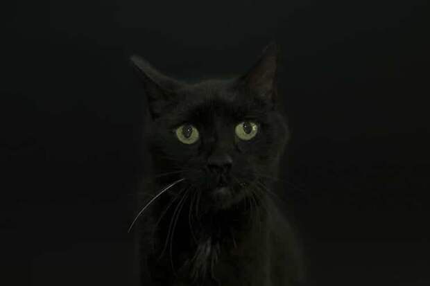 Чёрные кошки тоже хотят любви
