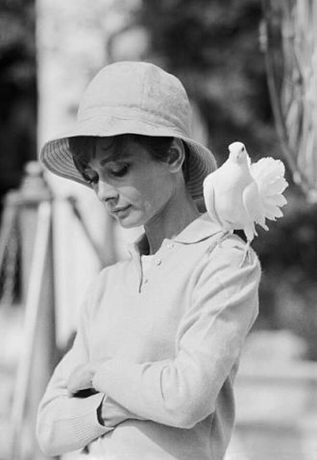 Одри Хепберн и птицы: голубь / Audrey Hepburn and birds: pigeon. Photo 