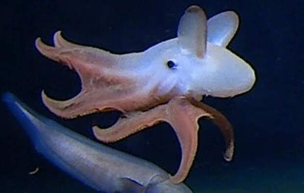 Биологи сфотографировали самого глубоководного осьминога в мире