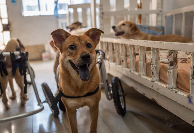 Женщина превратила свой дом в приют для парализованных собак