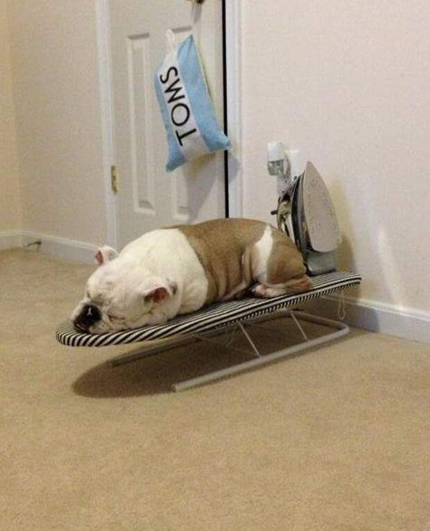 17 потрясающе милых собачек в морщинках