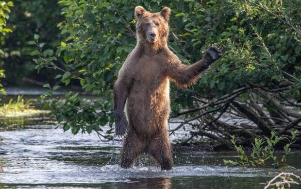 Фотография: Самые смешные фото диких животных от финалистов Comedy Wildlife Photography Awards 2020 №9 - BigPicture.ru