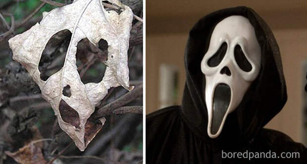 Лист и маска из фильма "Крик" парейдолия, персонаж, предмет, схожесть, фото, юмор, явление