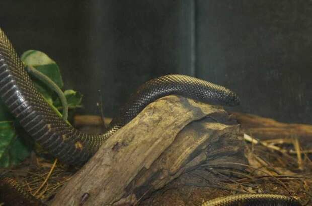 Найдена змея с кожей носорога Змеи калабарии, змеи, наука