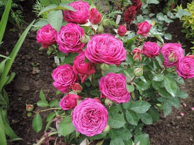 Роза Heidi Klum Rose (Хайди Клум) 