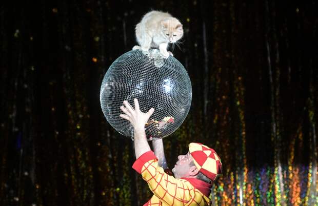 Кошки Куклачева отказались работать после инфаркта дрессировщика