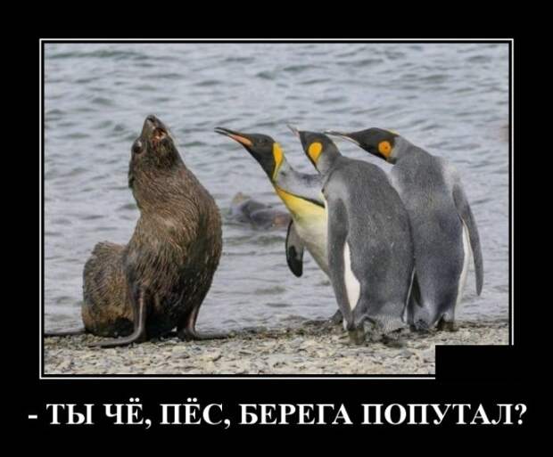 Демотиваторы Демотиваторы