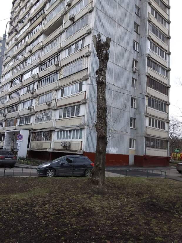 Обрезка тополя в Бабушкинском районе/ фото автора